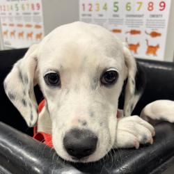 Shelter Stray Male Dog last seen , 3607 N Armenia Ave, Tampa, FL 33607, USA