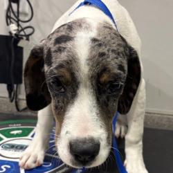 Shelter Stray Female Dog last seen , 3607 N Armenia Ave, Tampa, FL 33607, USA