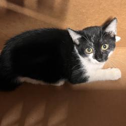 Shelter Stray Female Cat last seen , 3607 N Armenia Ave, Tampa, FL 33607, USA
