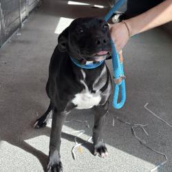 Shelter Stray Male Dog last seen , 3607 N Armenia Ave, Tampa, FL 33607, USA