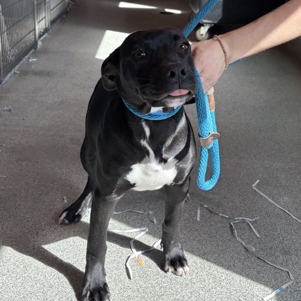 Shelter Stray Male Dog last seen , 3607 N Armenia Ave, Tampa, FL 33607, USA