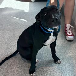 Shelter Stray Male Dog last seen , 3607 N Armenia Ave, Tampa, FL 33607, USA