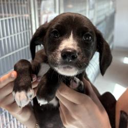Shelter Stray Male Dog last seen , 3607 N Armenia Ave, Tampa, FL 33607, USA