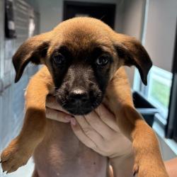 Shelter Stray Female Dog last seen , 3607 N Armenia Ave, Tampa, FL 33607, USA