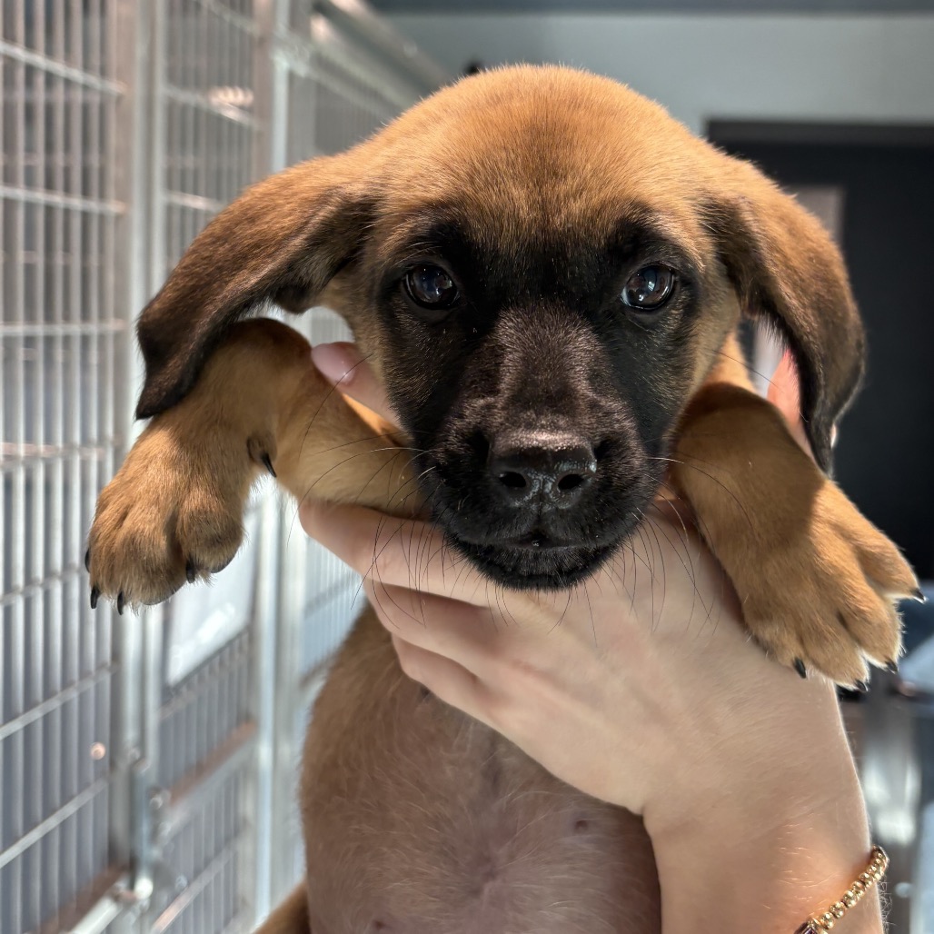 Shelter Stray Female Dog last seen , 3607 N Armenia Ave, Tampa, FL 33607, USA