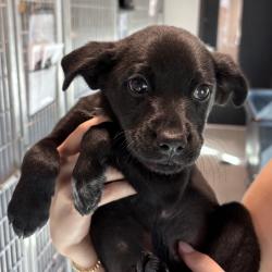 Shelter Stray Male Dog last seen , 3607 N Armenia Ave, Tampa, FL 33607, USA