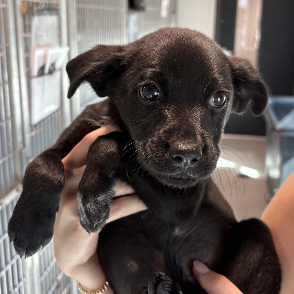 Shelter Stray Male Dog last seen , 3607 N Armenia Ave, Tampa, FL 33607, USA