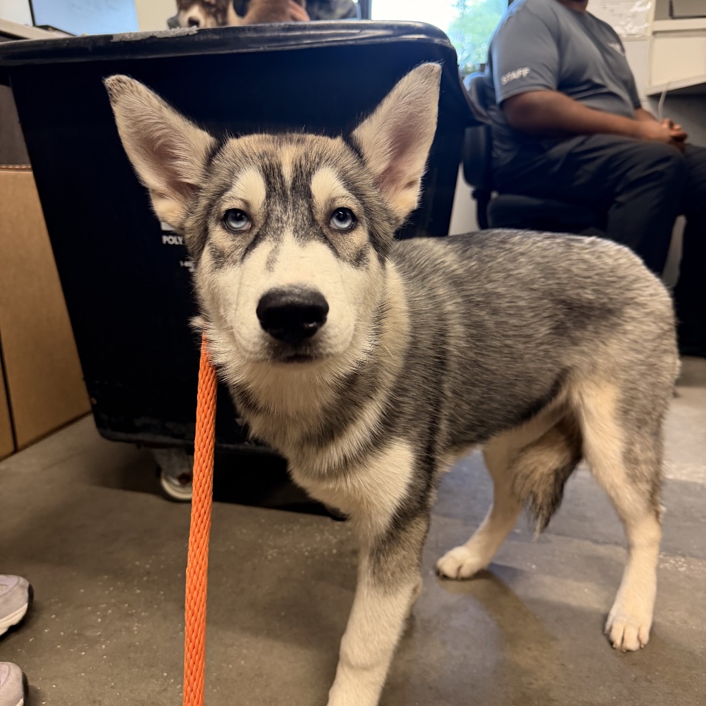 Shelter Stray Female Dog last seen , 3607 N Armenia Ave, Tampa, FL 33607, USA