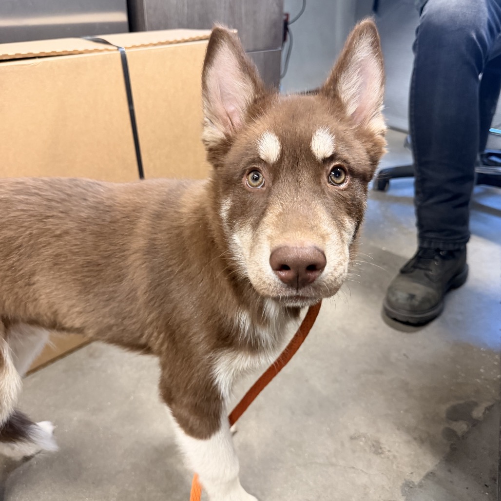 Shelter Stray Male Dog last seen , 3607 N Armenia Ave, Tampa, FL 33607, USA