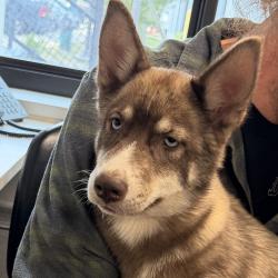 Shelter Stray Female Dog last seen , 3607 N Armenia Ave, Tampa, FL 33607, USA