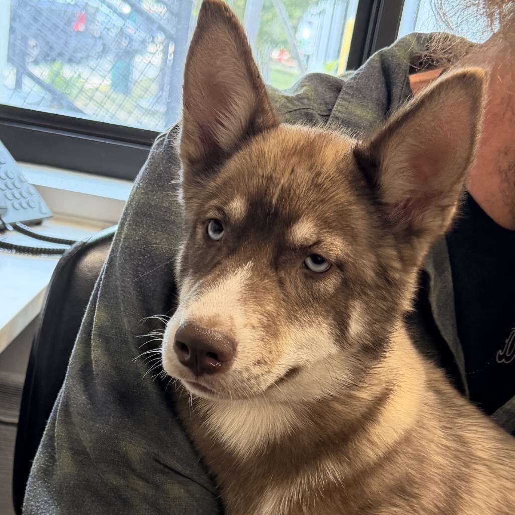 Shelter Stray Female Dog last seen , 3607 N Armenia Ave, Tampa, FL 33607, USA