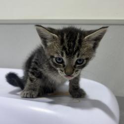 Shelter Stray Male Cat last seen , 3607 N Armenia Ave, Tampa, FL 33607, USA