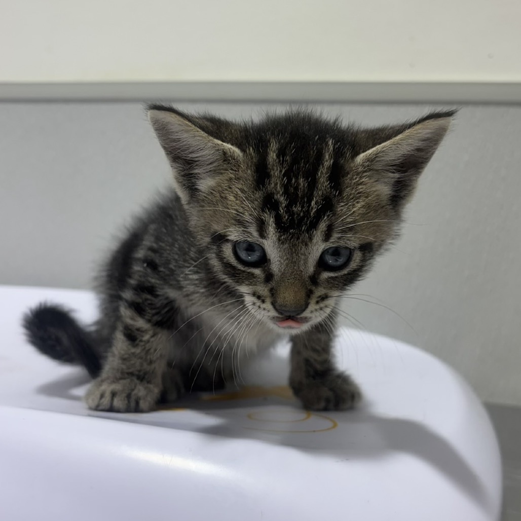 Shelter Stray Male Cat last seen , 3607 N Armenia Ave, Tampa, FL 33607, USA