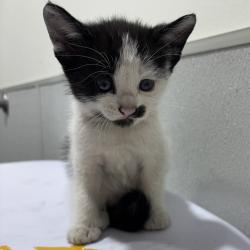 Shelter Stray Male Cat last seen , 3607 N Armenia Ave, Tampa, FL 33607, USA