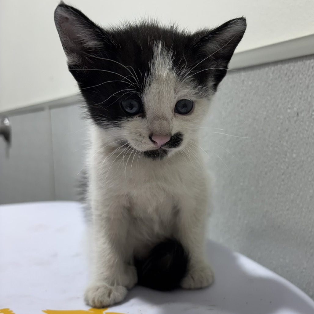 Shelter Stray Male Cat last seen , 3607 N Armenia Ave, Tampa, FL 33607, USA