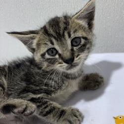 Shelter Stray Male Cat last seen , 3607 N Armenia Ave, Tampa, FL 33607, USA