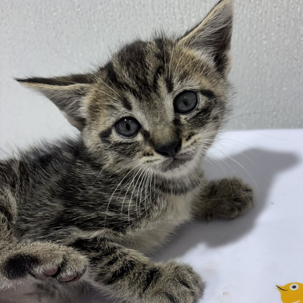 Shelter Stray Male Cat last seen , 3607 N Armenia Ave, Tampa, FL 33607, USA