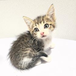 Shelter Stray Female Cat last seen , 3607 N Armenia Ave, Tampa, FL 33607, USA