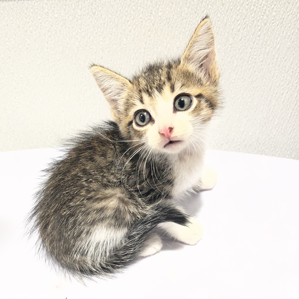 Shelter Stray Female Cat last seen , 3607 N Armenia Ave, Tampa, FL 33607, USA