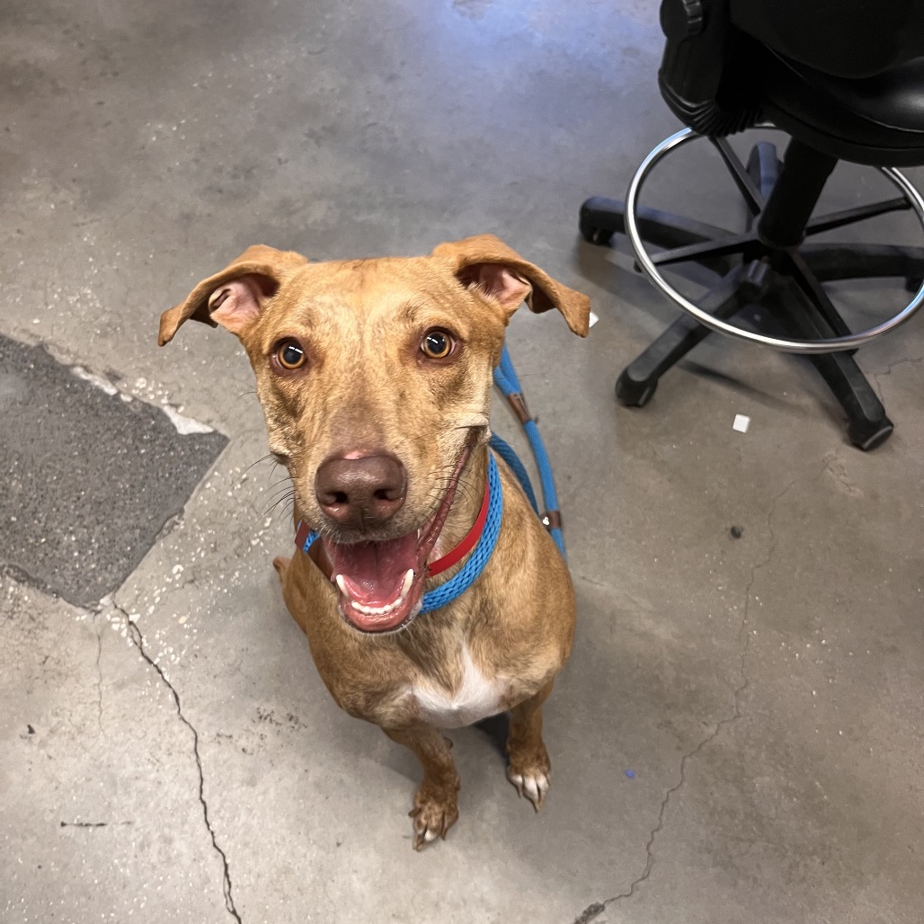 Shelter Stray Female Dog last seen , 3607 N Armenia Ave, Tampa, FL 33607, USA