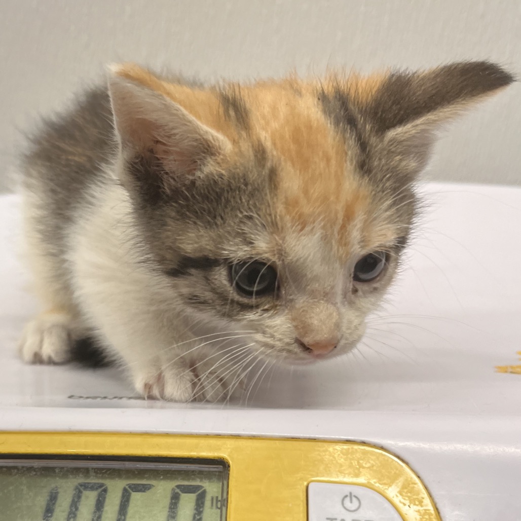 Shelter Stray Female Cat last seen , 3607 N Armenia Ave, Tampa, FL 33607, USA
