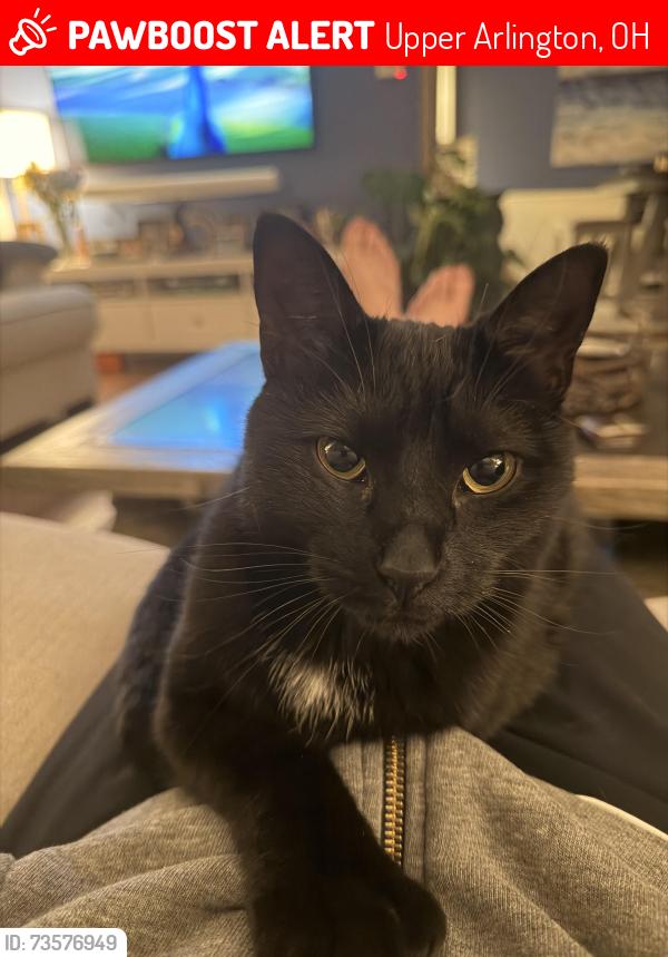 Lost Female Cat last seen Sandringham Dr., Upper Arlington, OH 43220