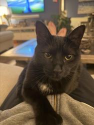 Lost Female Cat last seen Sandringham Dr., Upper Arlington, OH 43220