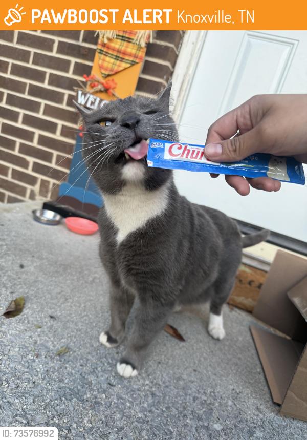 Found/Stray Unknown Cat last seen Markirk lane, Knoxville, TN 37931