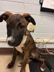 Shelter Stray Female Dog last seen Near N San Joaquin St, Stockton, CA 95202, USA, 1575 S Lincoln St, Stockton, CA 95206, USA