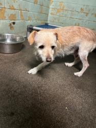 Shelter Stray Male Dog last seen Near Cumberland Pl, Stockton, CA 95219, USA, 1575 S Lincoln St, Stockton, CA 95206, USA