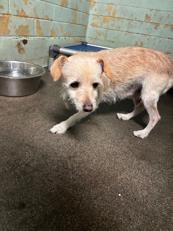 Shelter Stray Male Dog last seen Near Cumberland Pl, Stockton, CA 95219, USA, 1575 S Lincoln St, Stockton, CA 95206, USA