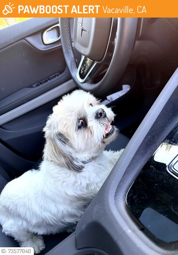 Found/Stray Male Dog last seen Normandy Dr. And Longview Crt, Vacaville, CA 95687