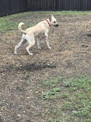 Lost Male Dog last seen provincetown and melrose, Richardson, TX 75080