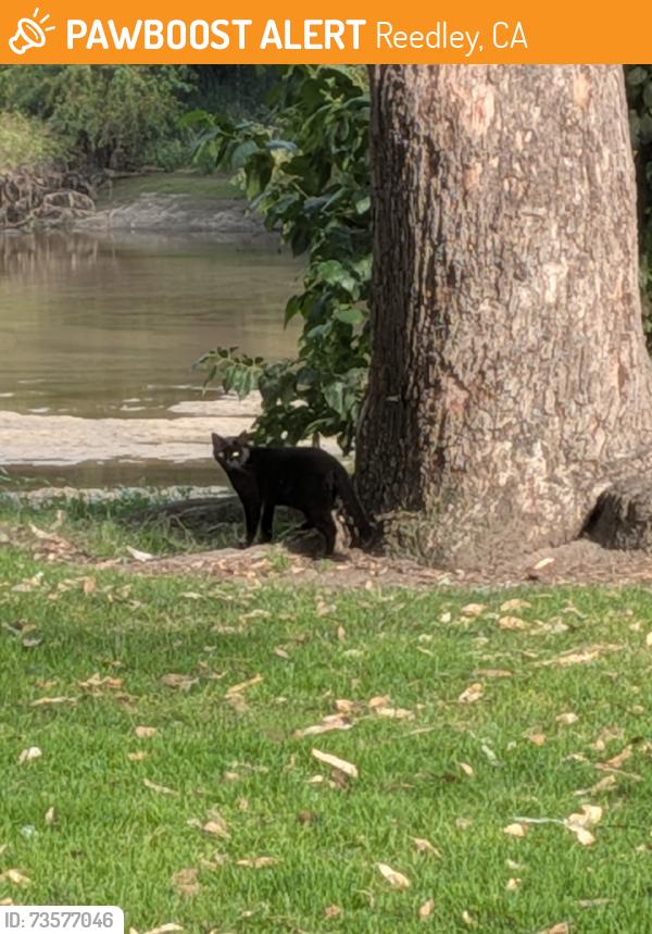 Found/Stray Unknown Cat last seen Hiding in the bushes by the river, Reedley, CA 93654