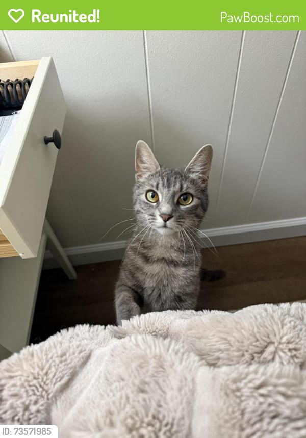 Reunited Female Cat last seen Off Turner Rd, Lexington, NC 27292