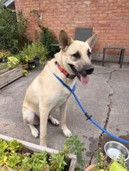 Reunited Male Dog last seen Melrose and Custer in Richardson, Richardson, TX 75080