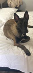 Lost Female Dog last seen Near Main St Hesperia, CA 92345 United States, Hesperia, CA 92345