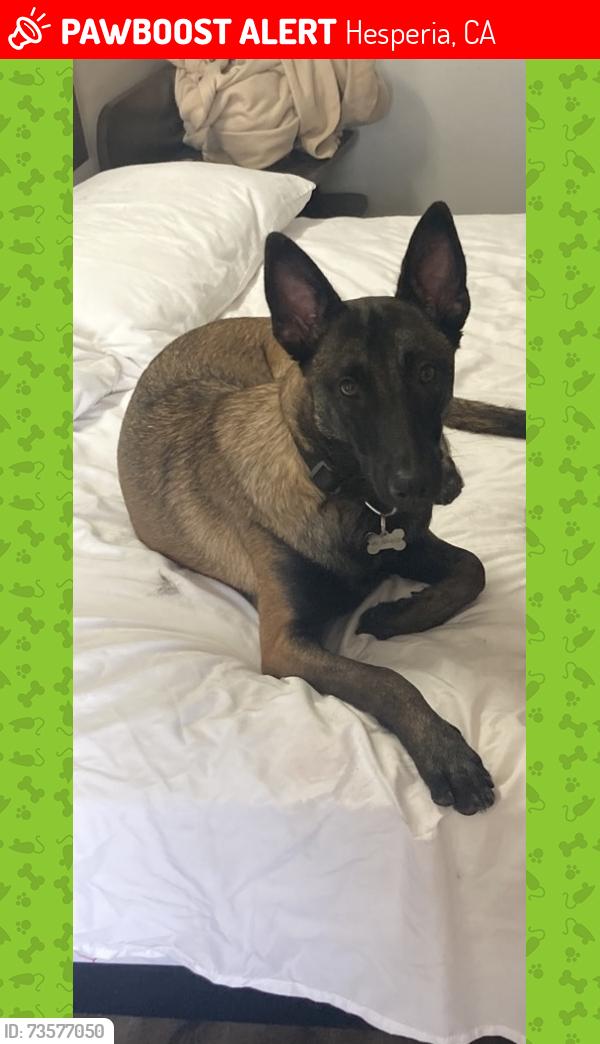 Lost Female Dog last seen Near Main St Hesperia, CA 92345 United States, Hesperia, CA 92345