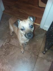 Lost Male Dog last seen Bruce rd, Chico, CA 95928