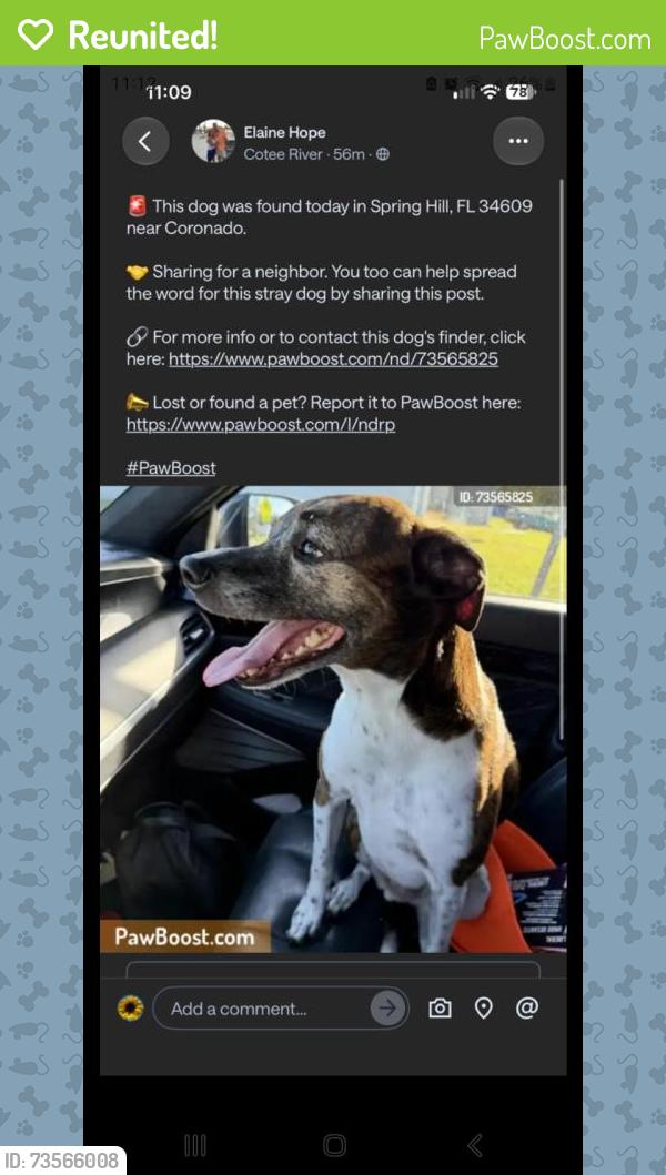 Reunited Male Dog last seen Drysdale St and Linden Ave, Spring Hill, FL 34609