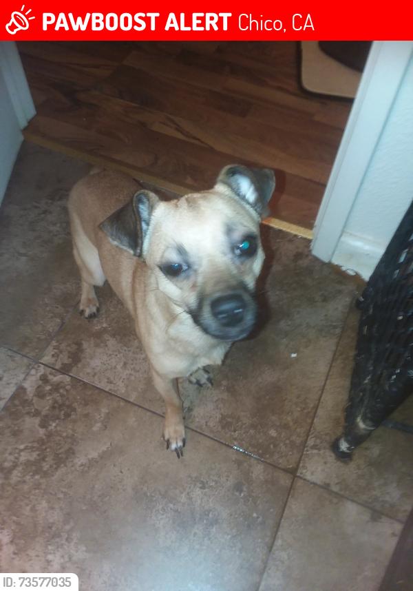 Lost Male Dog last seen Bruce rd, Chico, CA 95928