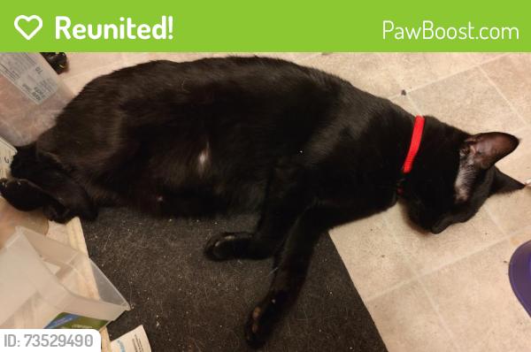 Reunited Male Cat last seen N Wind St, W Prospect Ave, Flandreau, SD 57028