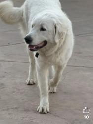 Lost Female Dog last seen Via Majorca and Paseo Montana in La Cresta, Murrieta, CA 92562