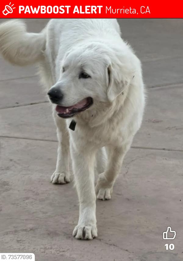 Lost Female Dog last seen Via Majorca and Paseo Montana in La Cresta, Murrieta, CA 92562