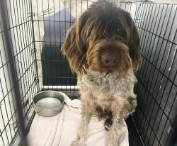 Shelter Stray Unknown Dog last seen SIMON BROWN & 33 GROVELAND, 12280 County Rd 448, Tavares, FL 32778, USA
