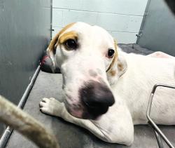 Shelter Stray Male Dog last seen Near BLOCK CR 44A EUSTIS, 12280 County Rd 448, Tavares, FL 32778, USA