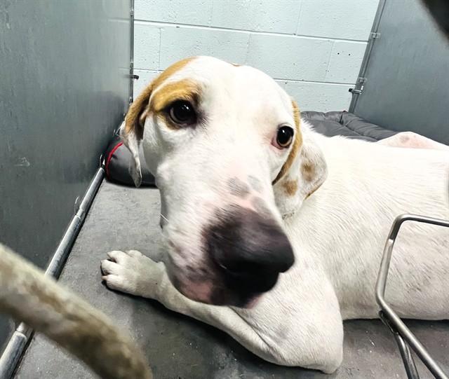 Shelter Stray Male Dog last seen Near BLOCK CR 44A EUSTIS, 12280 County Rd 448, Tavares, FL 32778, USA