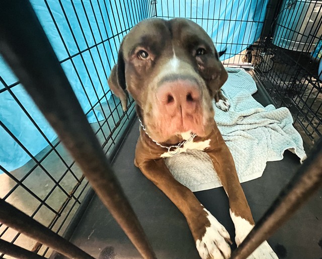 Shelter Stray Male Dog last seen LAKE CENTER DR & 19A MOUNT DORA, 12280 County Rd 448, Tavares, FL 32778, USA