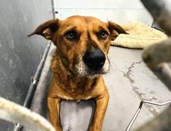 Shelter Stray Male Dog last seen ROYAL TRAILS RD EUSTIS, 12280 County Rd 448, Tavares, FL 32778, USA