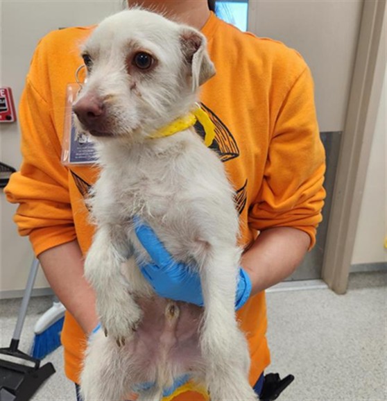 Shelter Stray Male Dog last seen SHELDON RD / LEWIS STEIN RD, 9150 Union Park Way, Elk Grove, CA 95624, USA